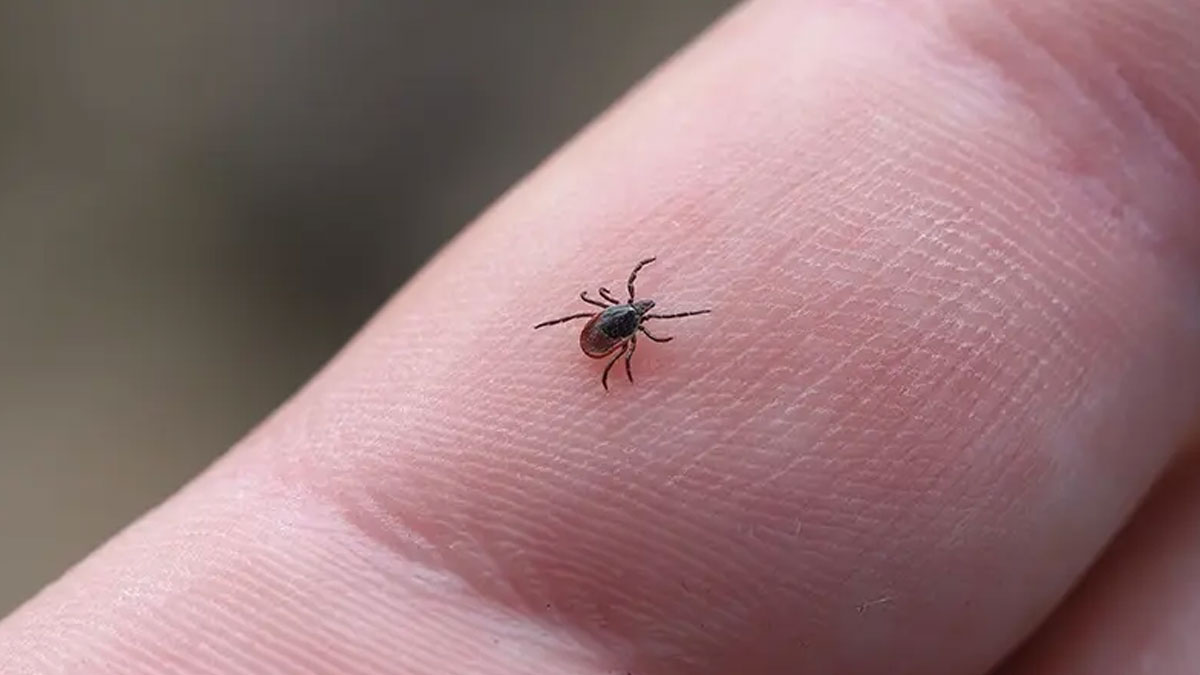 Tokat’ta kene alarmı: 1 çocuk hastanede